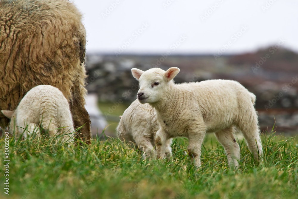 农场里的小羊羔