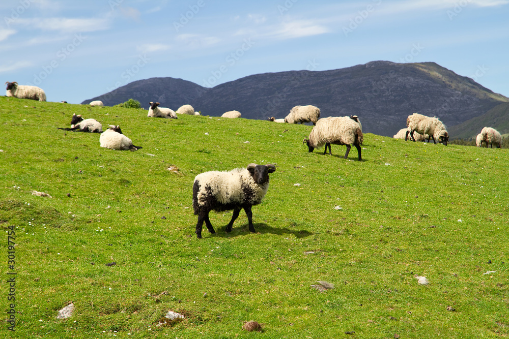 康尼马拉山脉的绵羊和公羊