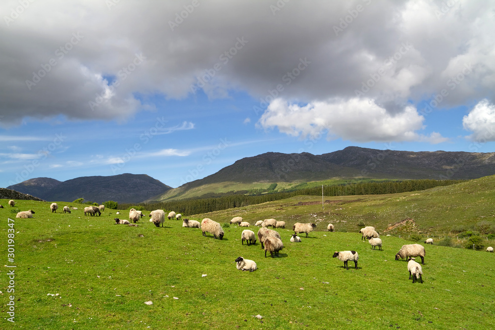康尼马拉山脉的绵羊和公羊——爱尔兰
