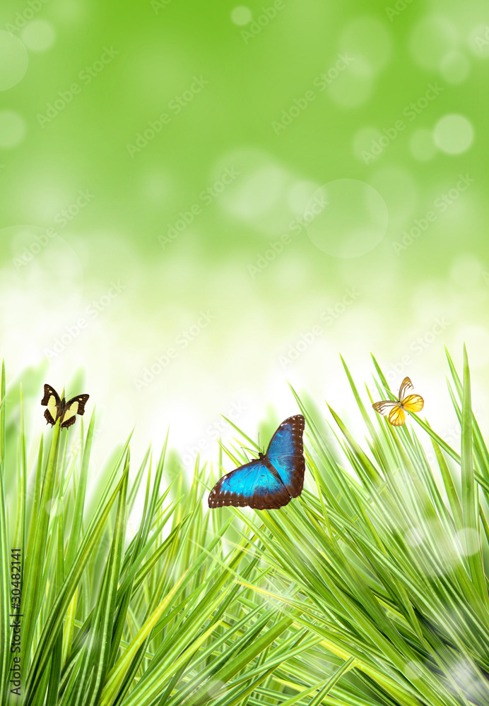 Colored butterflies in grass