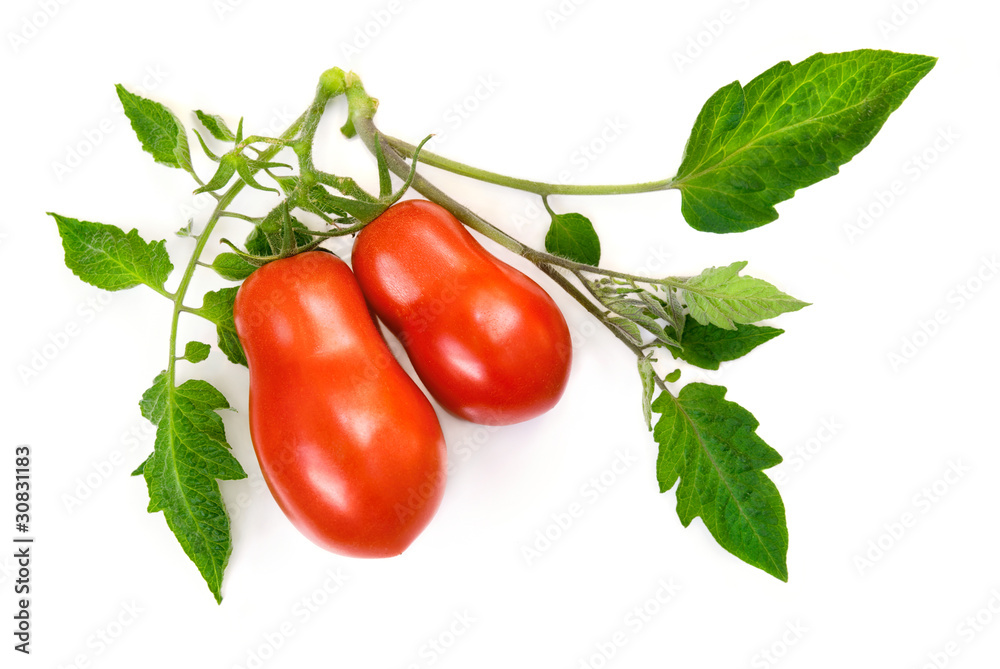 Reife Tomaten mit frischen Blättern
