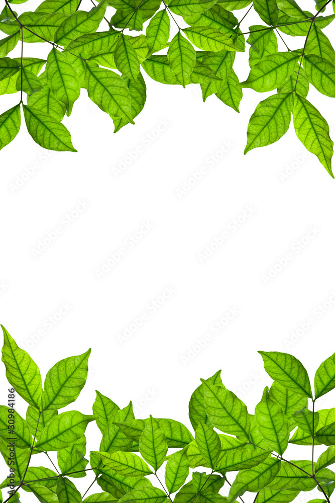 branch and green leaves on white background
