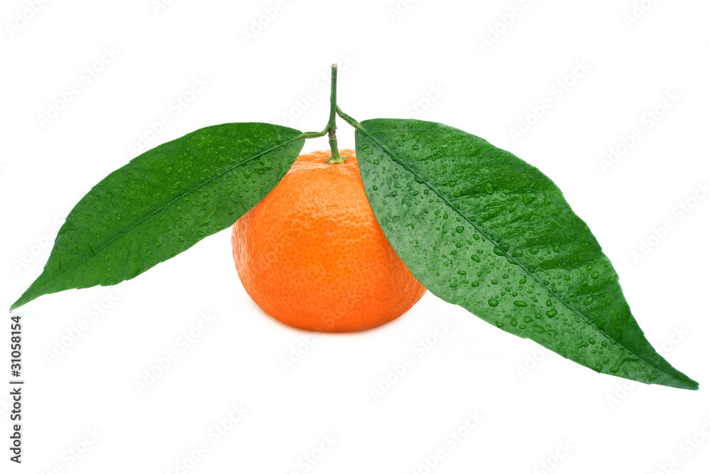 白色背景下的蜜橘