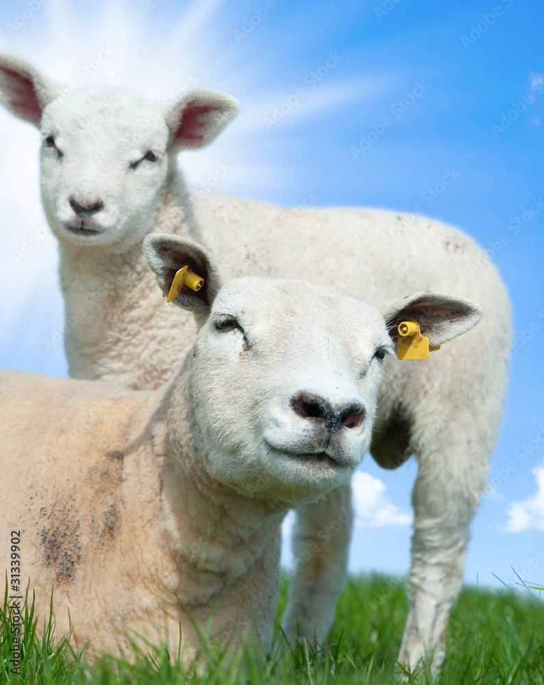 春天的羊妈妈和她的羔羊