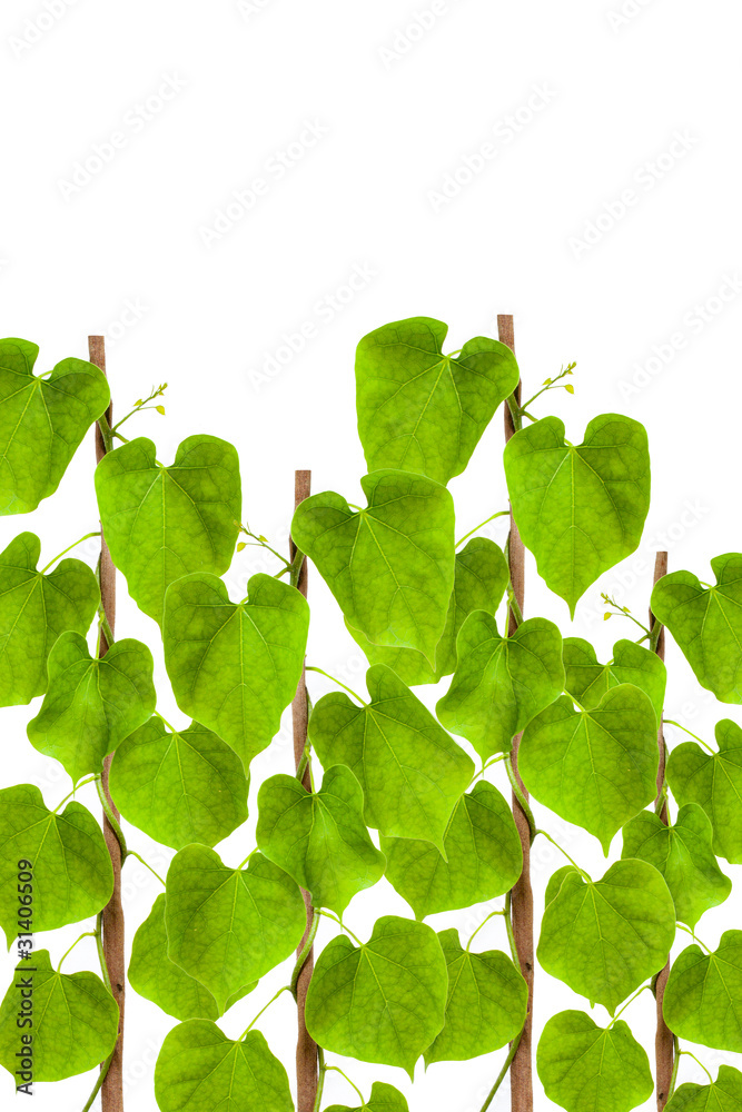 green leaves vines on white background