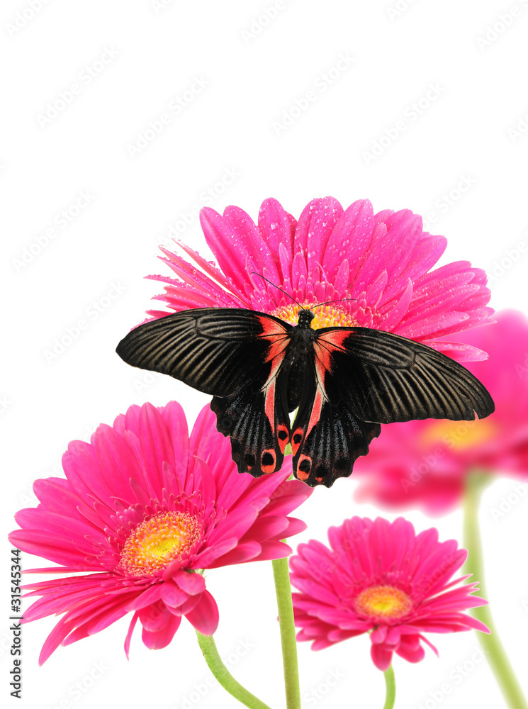 非洲菊花上的蝴蝶