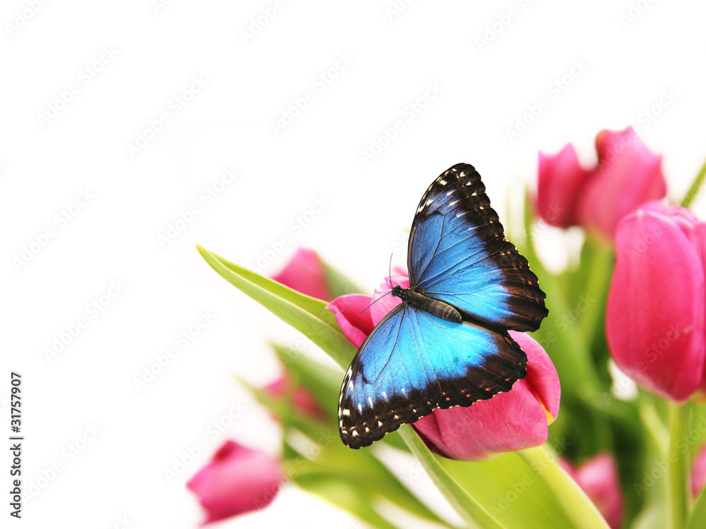 郁金香上的蓝蝴蝶