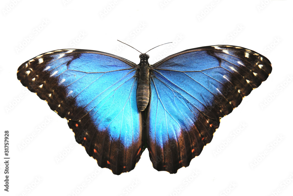 美丽的蓝色蝴蝶，变形蝶。