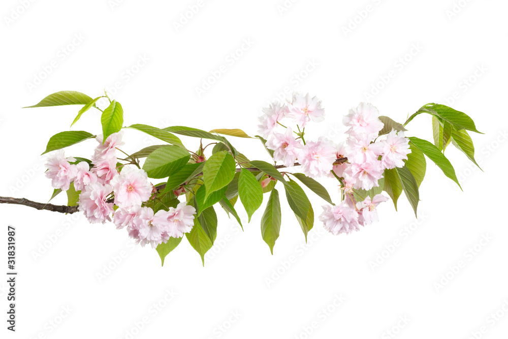 Spring flower branch