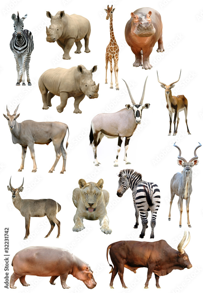 隔离的非洲动物收藏