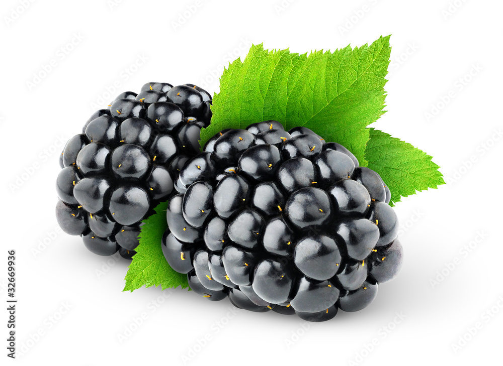 分离的黑莓。两种在白底上分离出叶子的黑莓果实