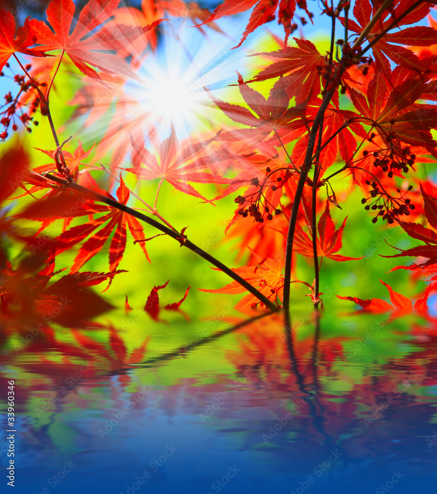 阳光映照在水中的红色枫叶