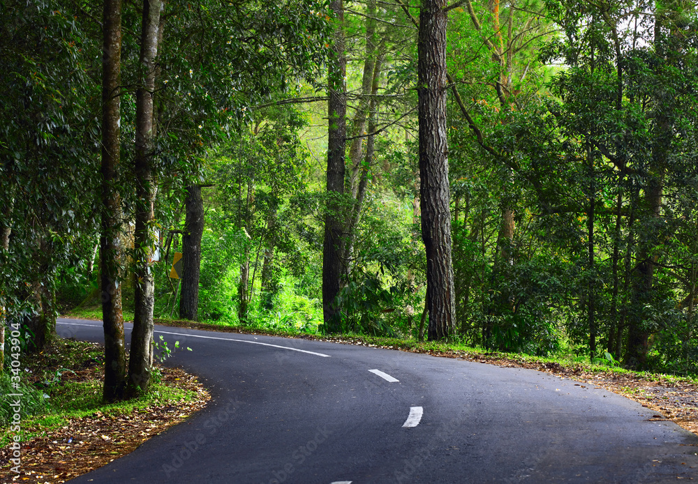 Asphalt road in green forest