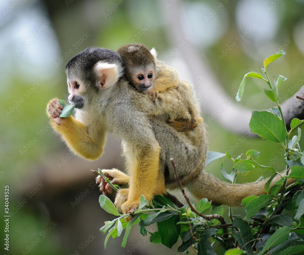 黑帽松鼠猴和它可爱的小宝宝坐在树枝上，背格罗有森林