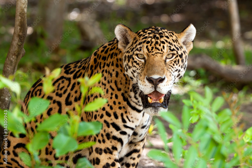 墨西哥尤卡坦丛林中的野生美洲豹