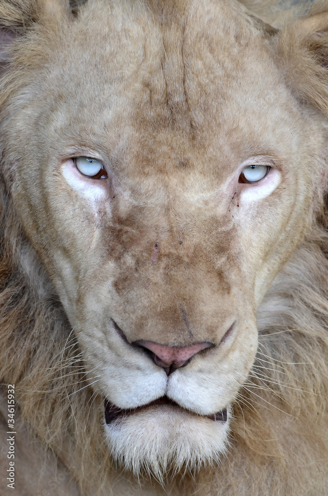 雄性白狮