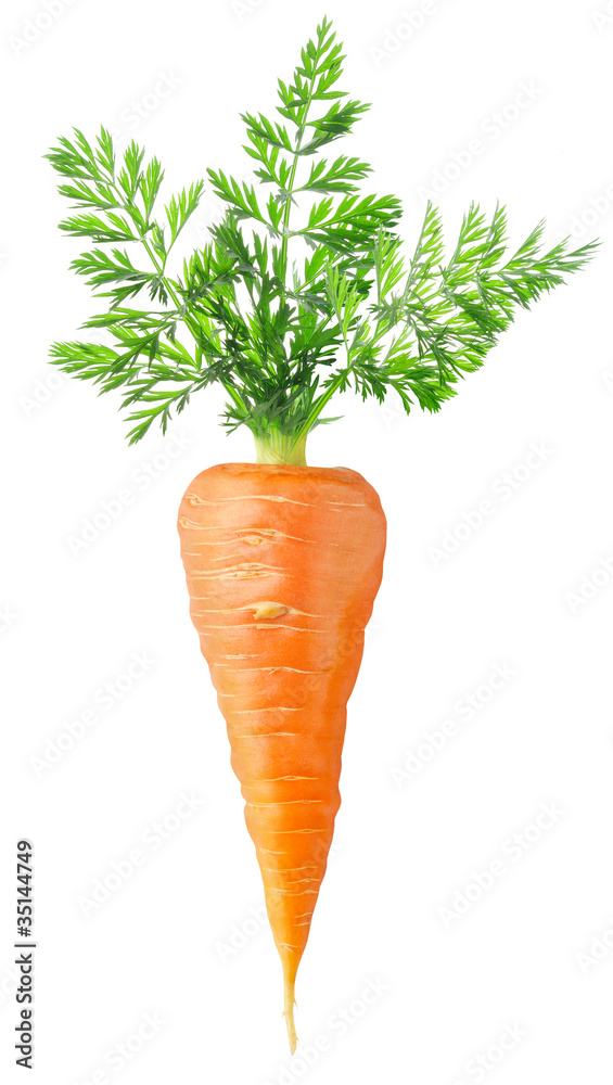 孤立的胡萝卜。一个新鲜的胡萝卜，白色背景上有大叶子