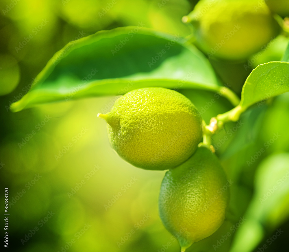 种植有机柠檬