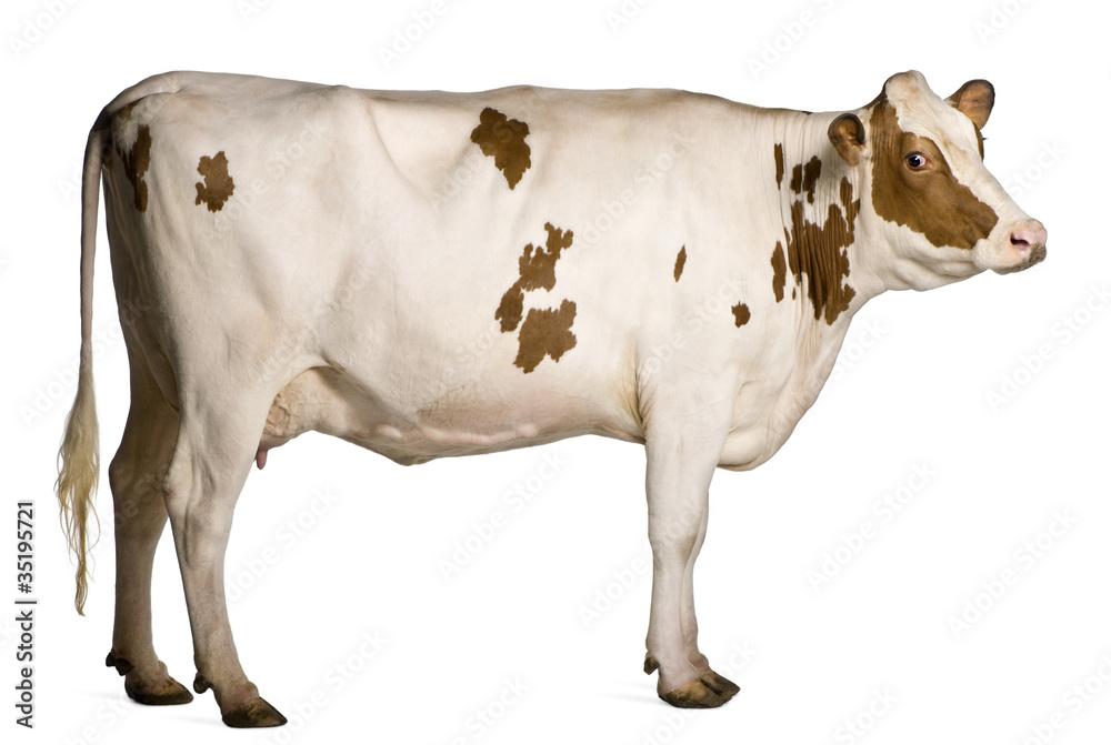 荷斯坦奶牛，4岁，站在白色背景前
