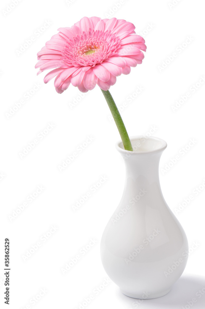 粉色菊花花瓶