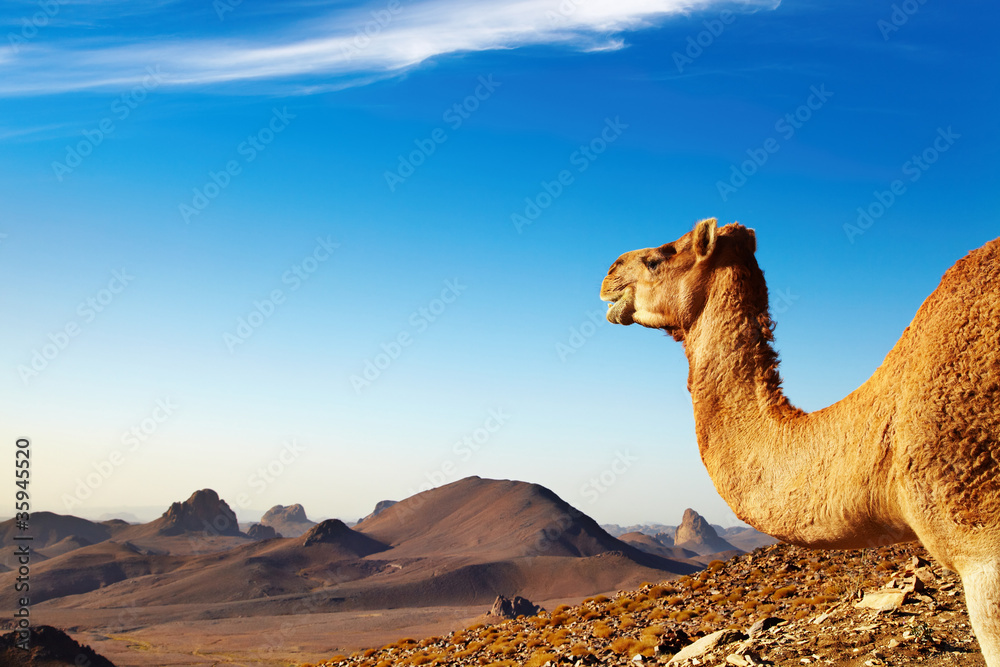撒哈拉沙漠中的骆驼
