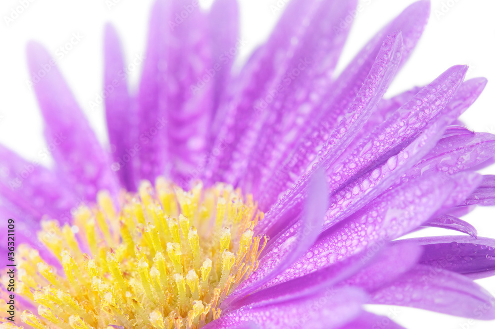 特写紫色菊花