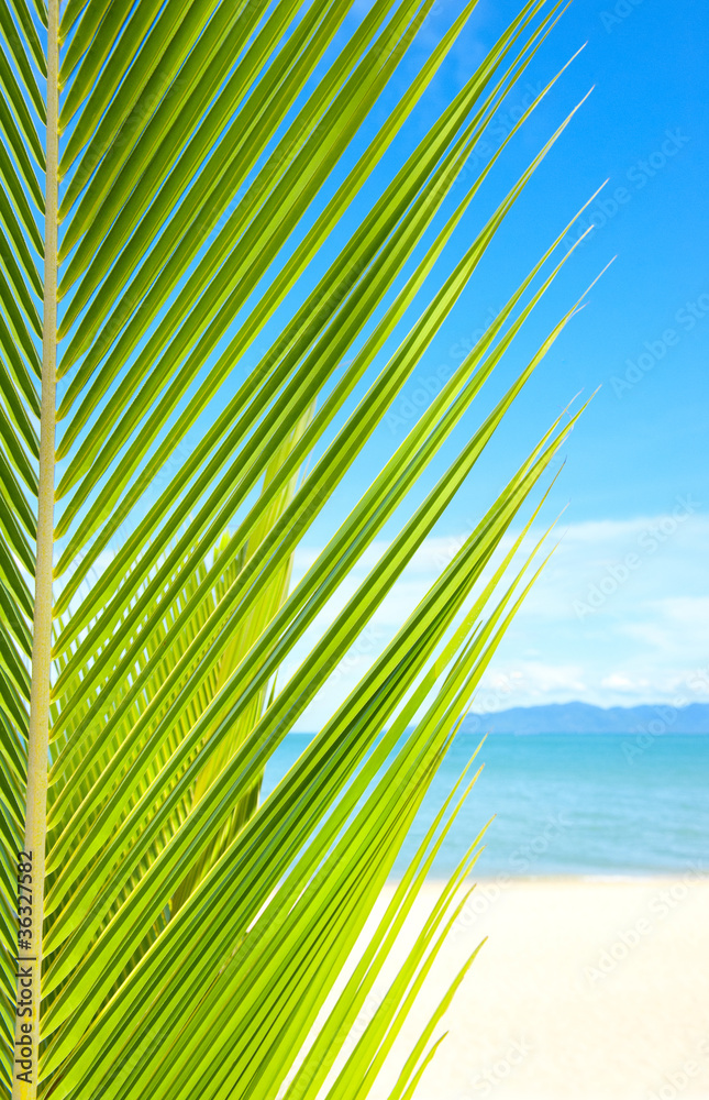 美丽的热带海滩，棕榈树和沙滩