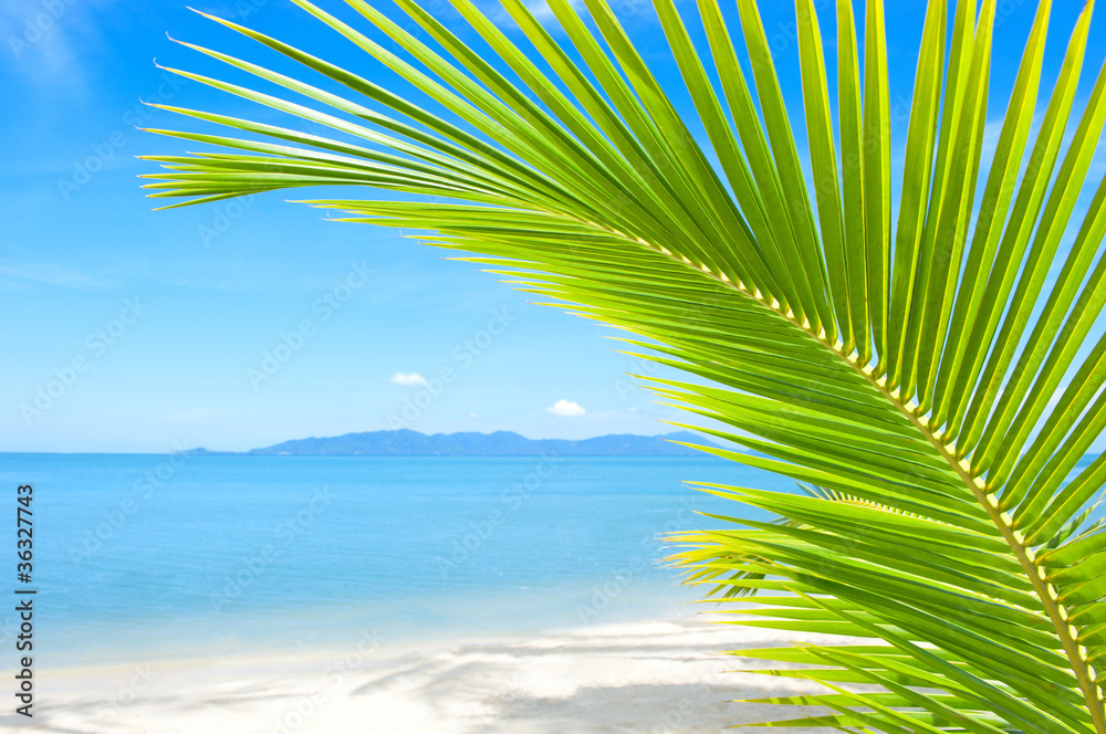 美丽的热带海滩，棕榈树和沙滩
