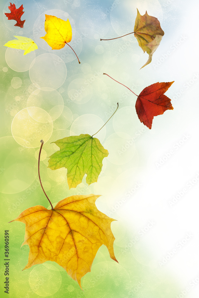柔和色彩背景下的秋叶