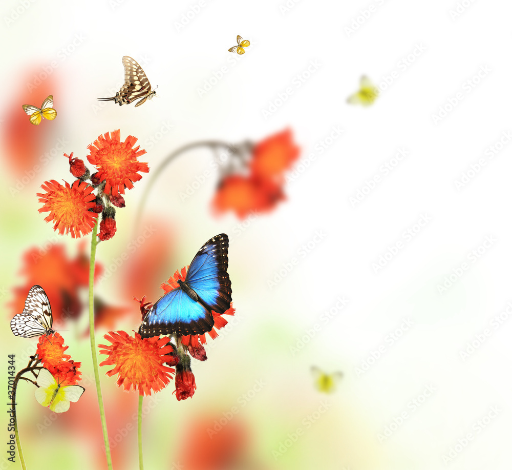 美丽的蝴蝶在春天绽放