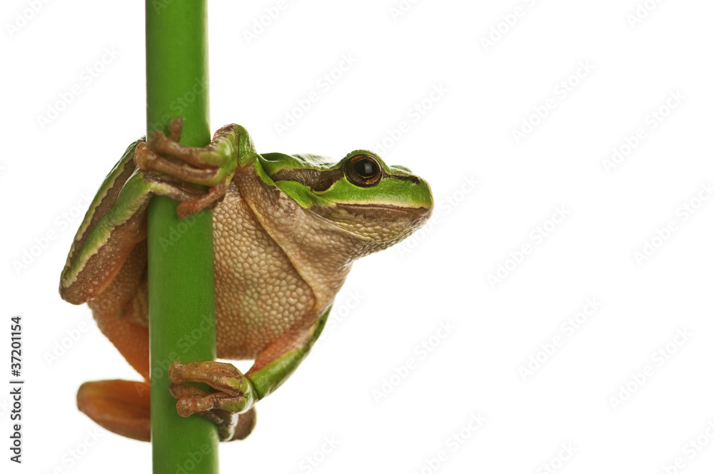 树_frog