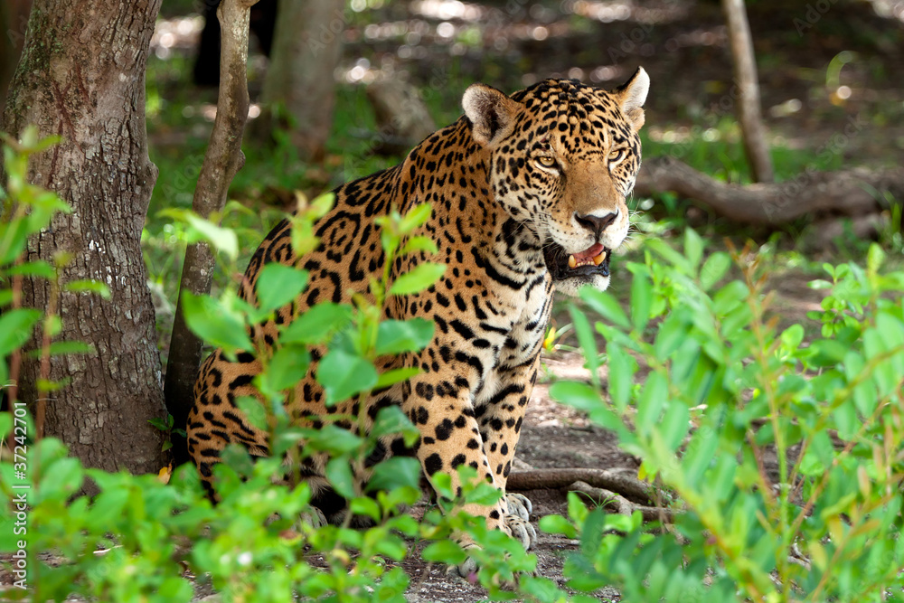 墨西哥尤卡坦野生动物园的美洲豹