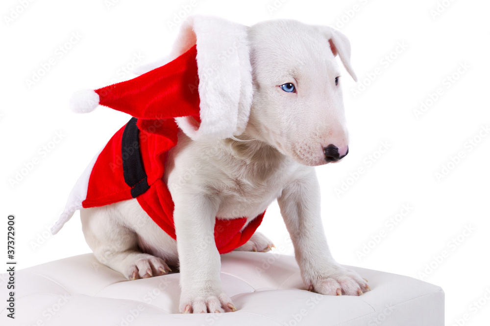 白色圣诞老人套装中的斗牛犬小狗