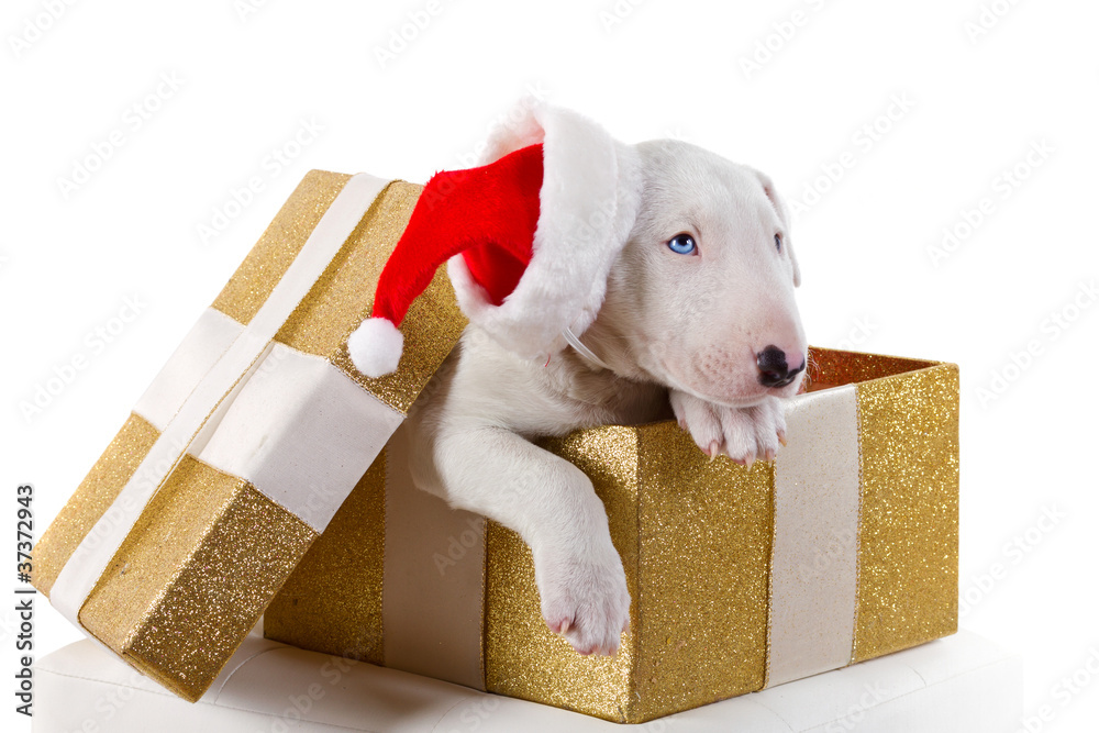 带圣诞老人帽的斗牛犬小狗作为圣诞礼物