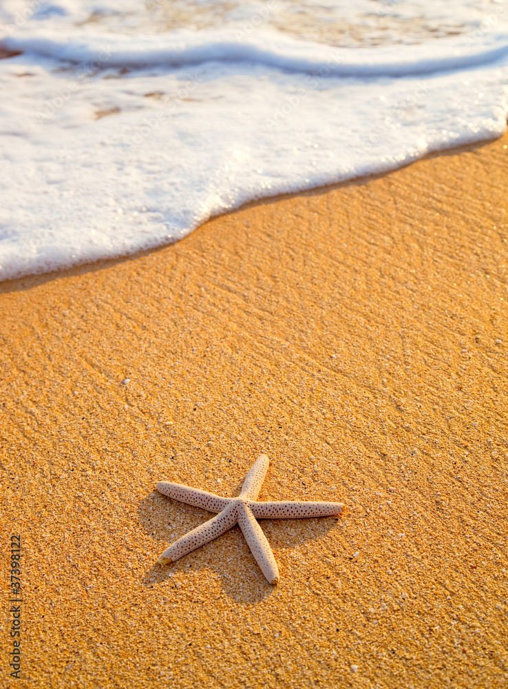海滩上的星鱼