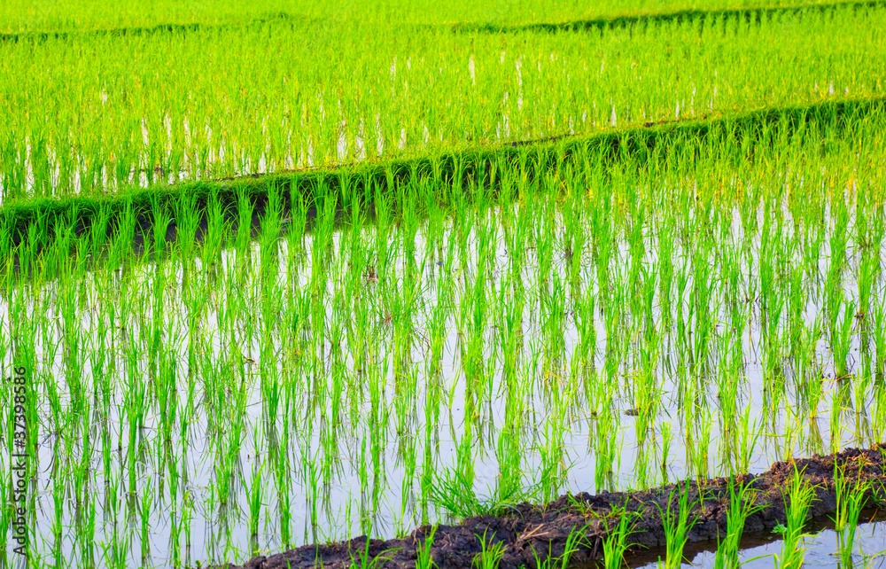 亚洲的稻田