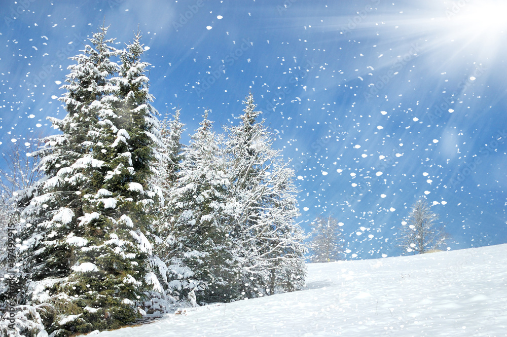 美丽的冬季景观，白雪皑皑的树木