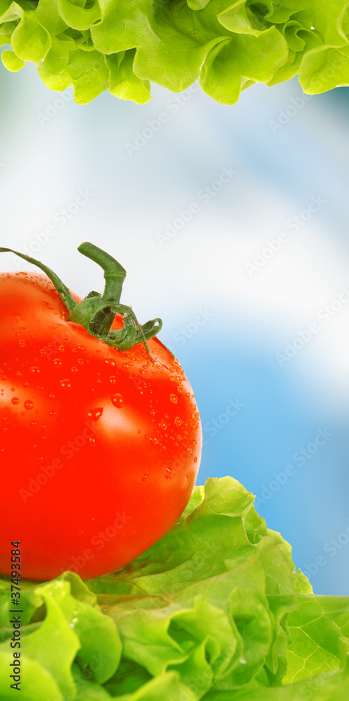 番茄沙拉叶