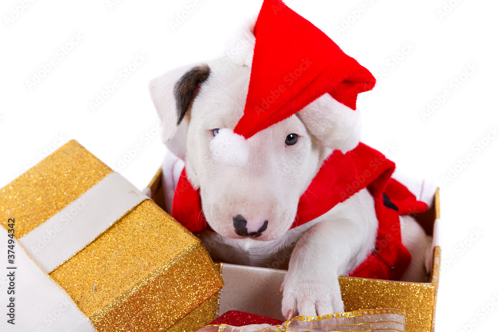 圣诞礼盒里有圣诞帽的斗牛犬小狗