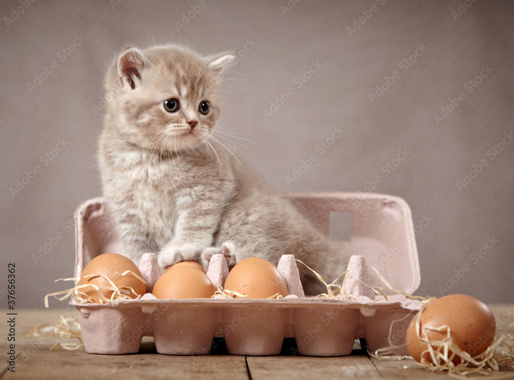 小猫和鸡蛋