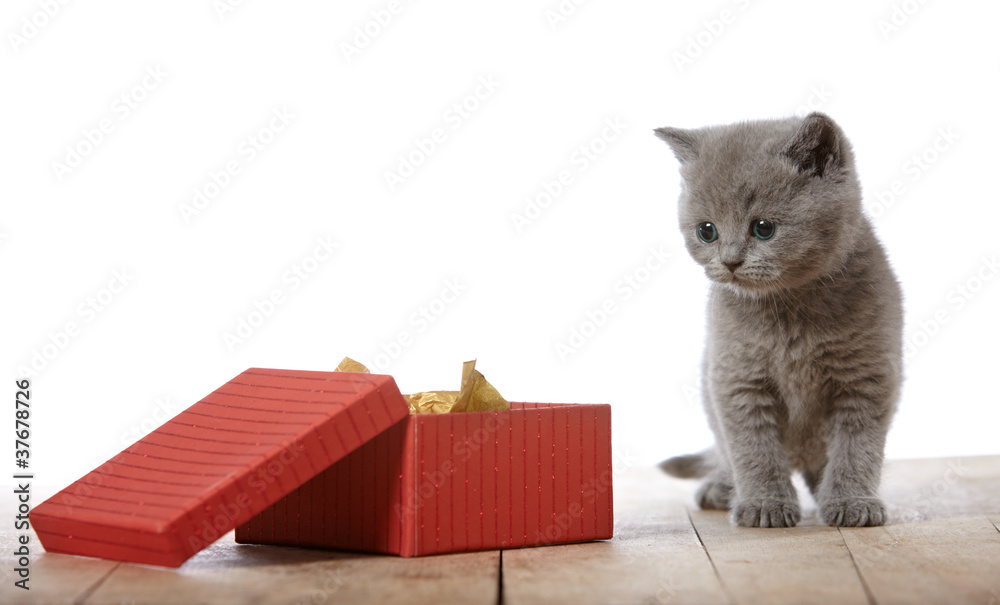 小猫和礼盒