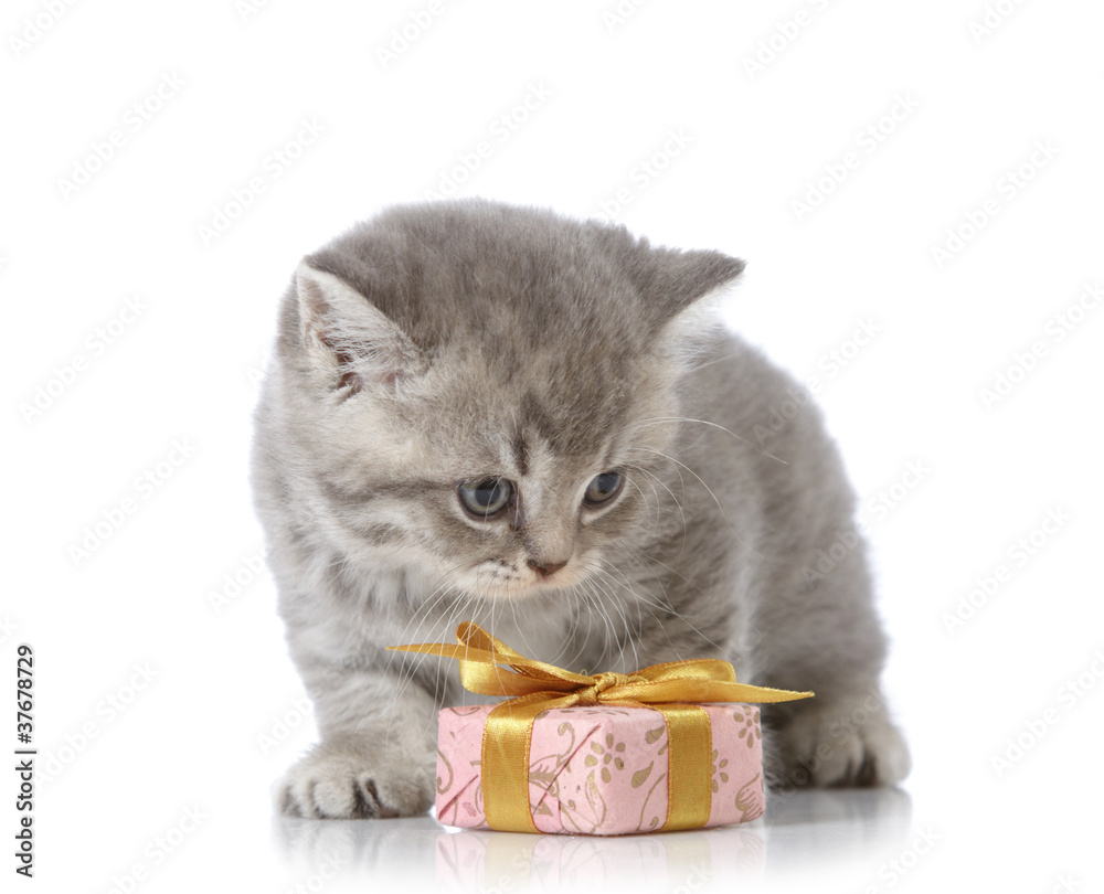 kitten and gift box
