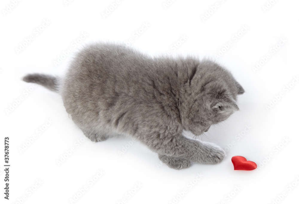 小猫和红色装饰心