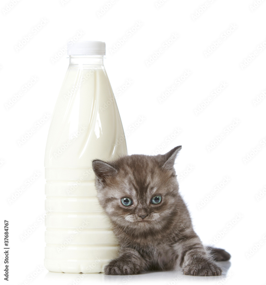 小猫和奶瓶