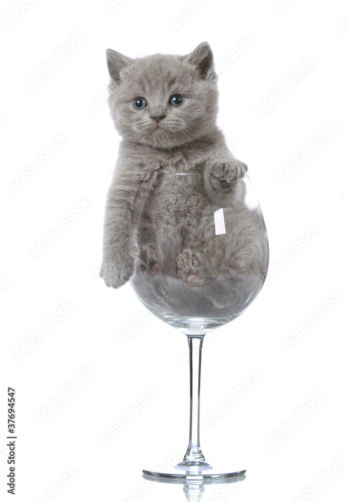酒杯里的小猫