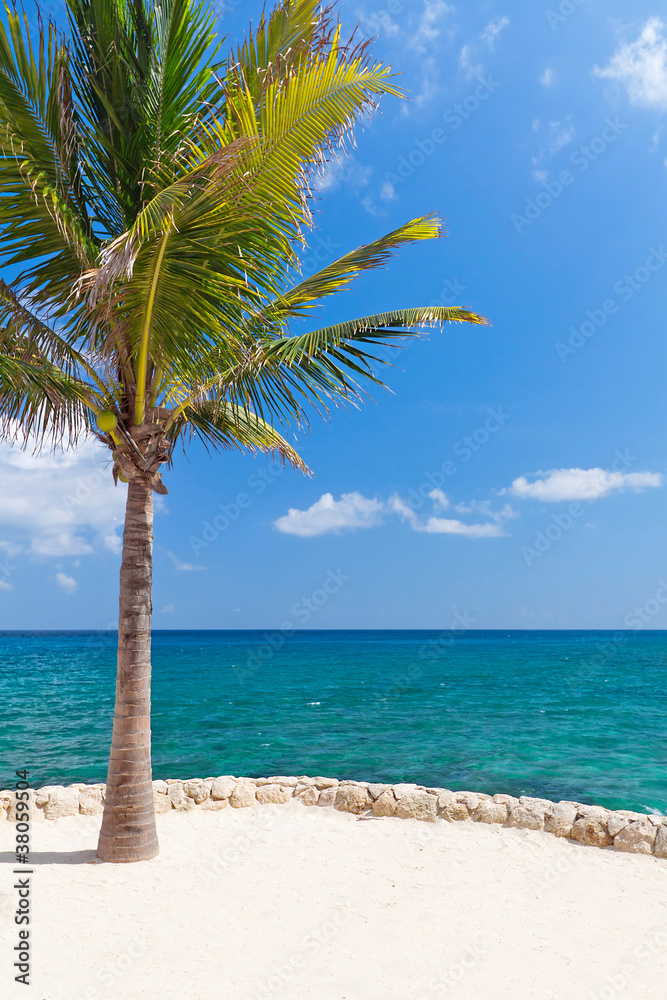 加勒比海的田园风光与孤独的棕榈树