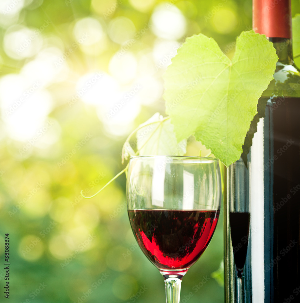 红葡萄酒瓶，一杯和年轻的葡萄藤