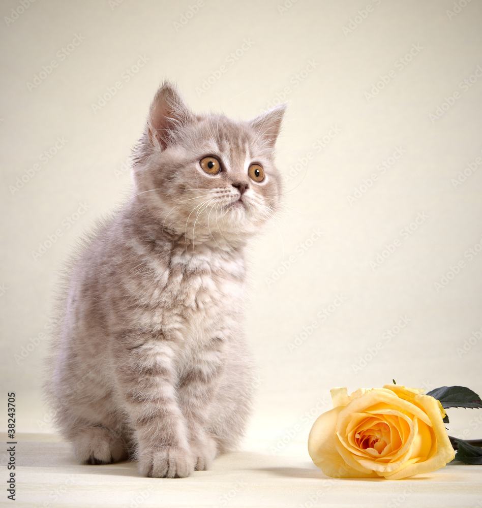 kitten and yellow rose