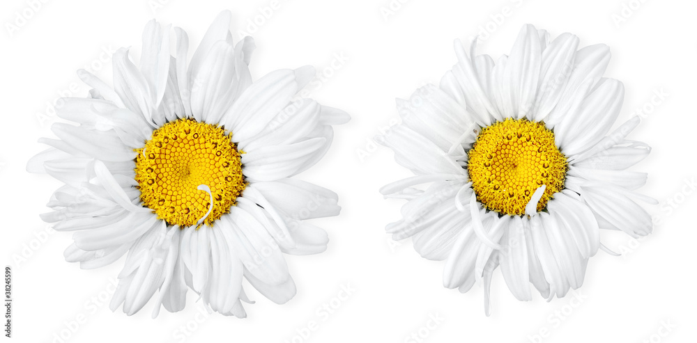 孤立的花朵。白色背景上的两幅迷彩花图像