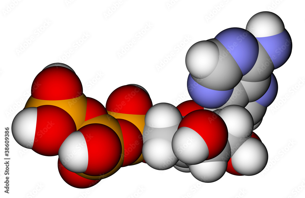 三磷酸腺苷（ATP）空间填充分子模型